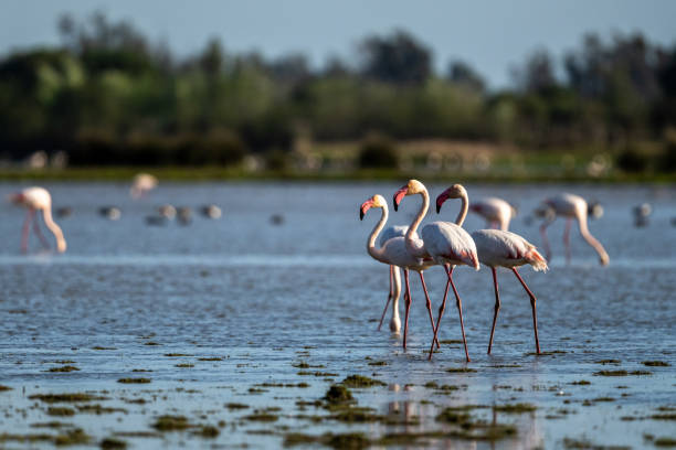 Parque Nacional de Doñana