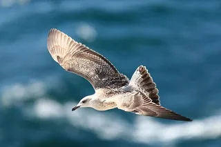 Gaviota