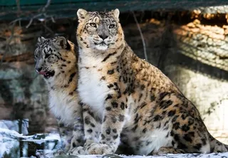 Leopardo de las nieves