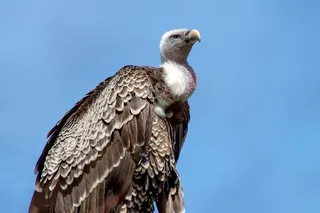 Vulture