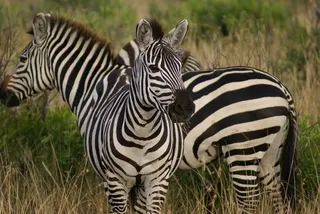 Zebra